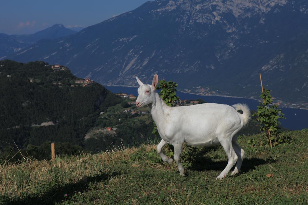 Agriturismo Al Franet Tremosine ภายนอก รูปภาพ